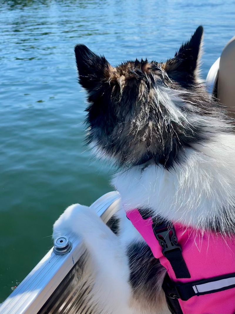 Traveling with a Pomsky