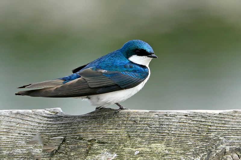 Tree Swallow