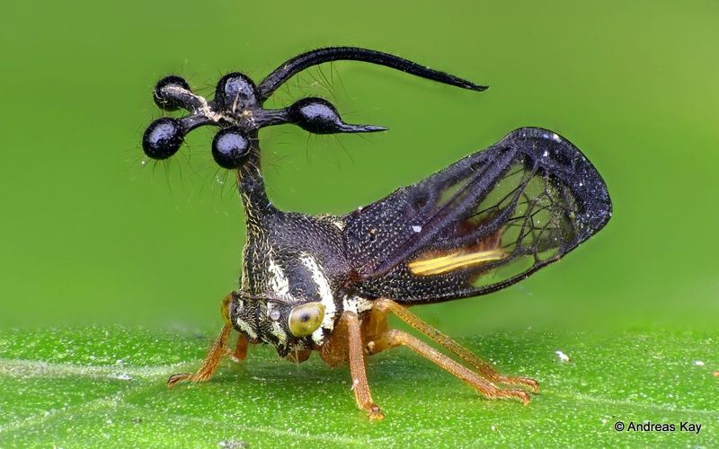 Treehopper's Helmets