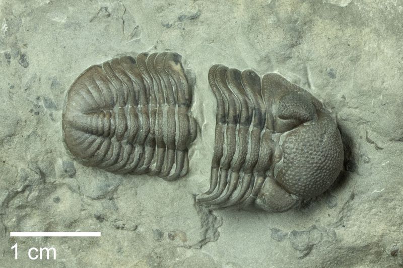 Trilobite