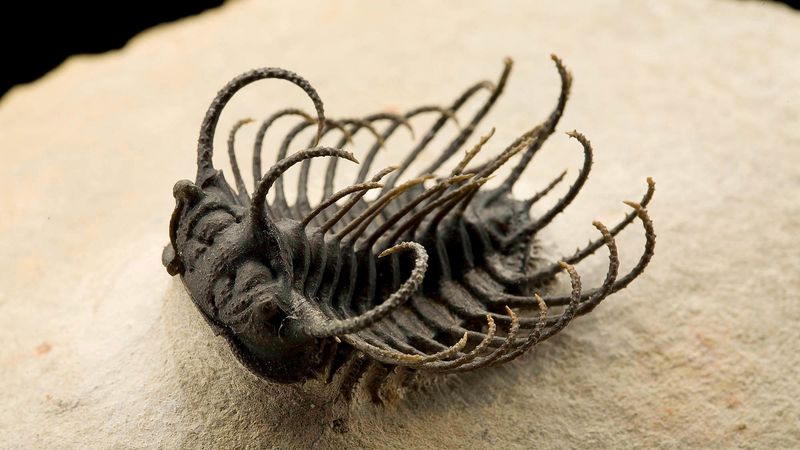 Trilobite