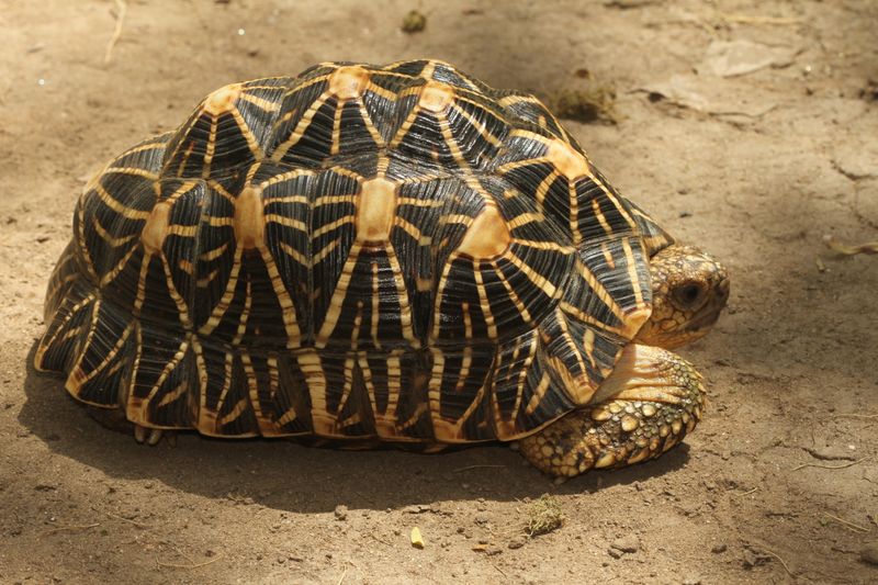 Triton the Indian Star Tortoise