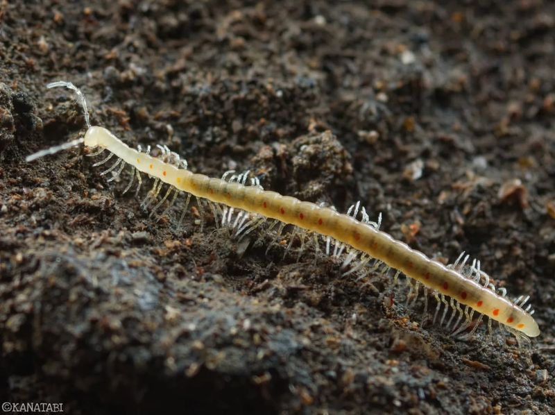 Troglobitic Millipede