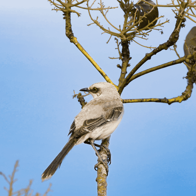 Tropical Mockingbird