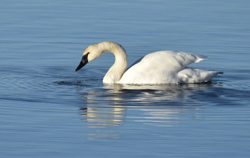 Trumpeter Swan