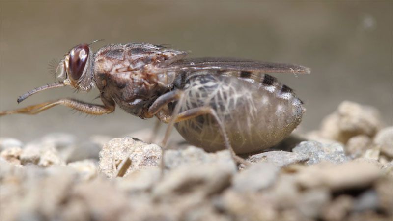 Tsetse Fly