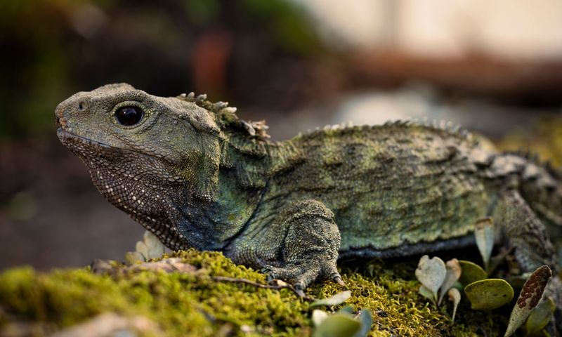 Tuatara