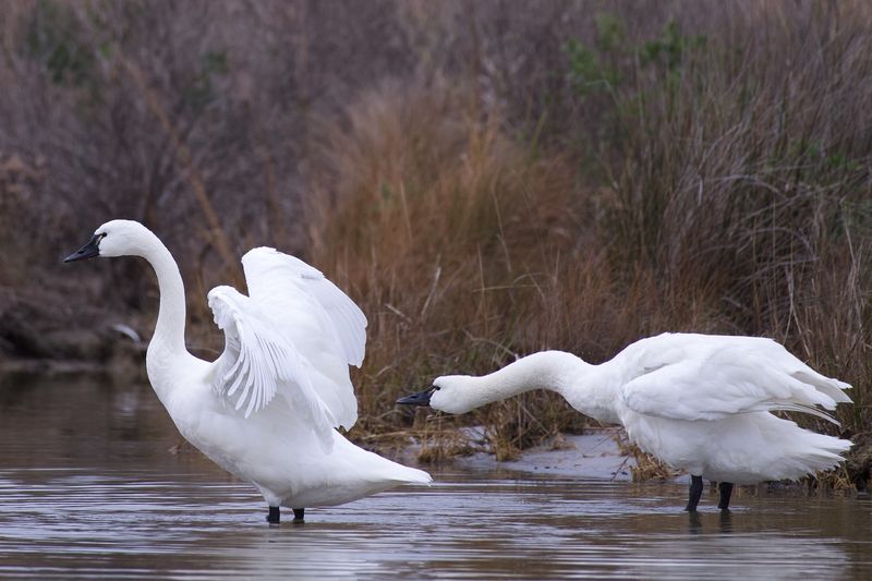 Tundra Swan