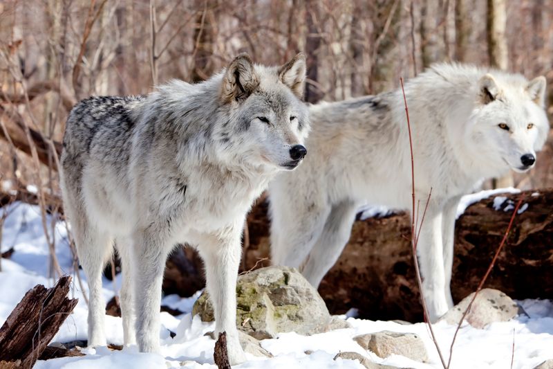 Tundra Wolf