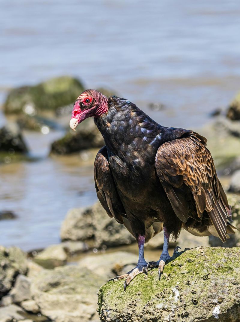 Turkey Vulture