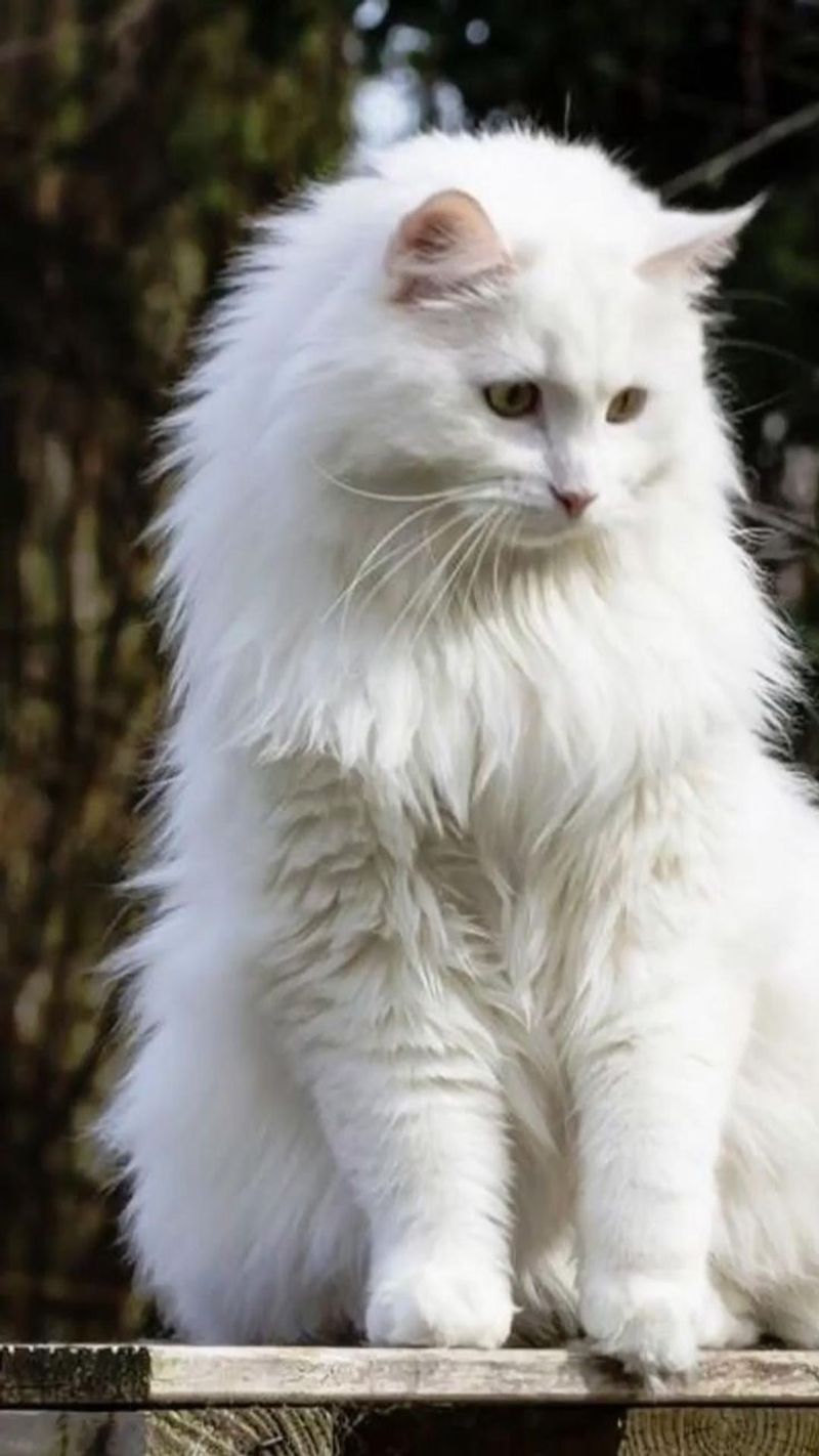 Turkish Angora