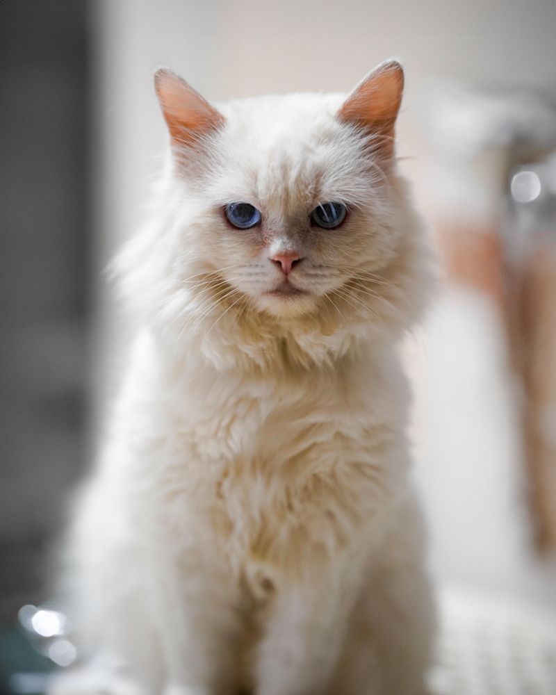 Turkish Angora