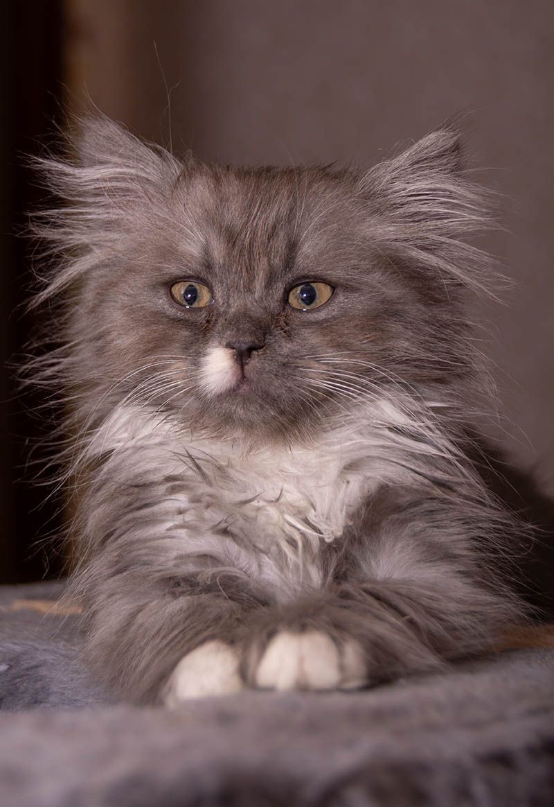 Turkish Angora