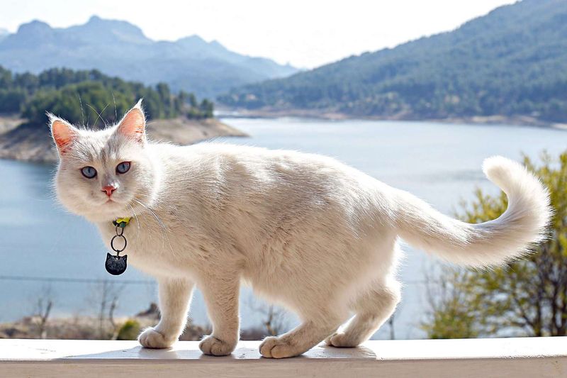Turkish Angora