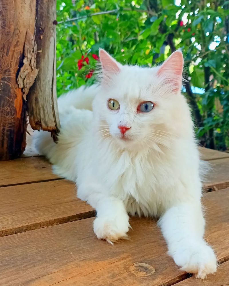 Turkish Van