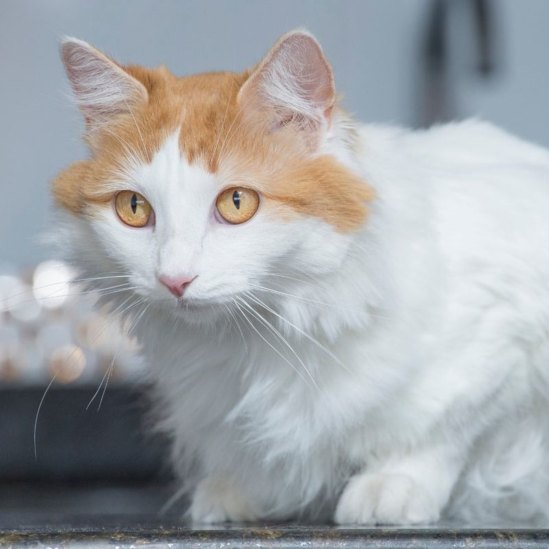 Turkish Van