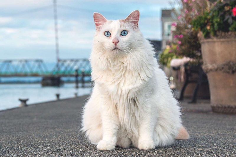 Turkish Van