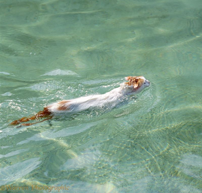 Turkish Van