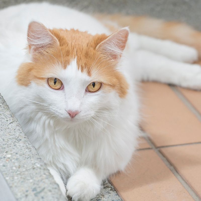 Turkish Van