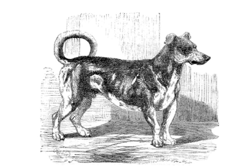 Turnspit Dog
