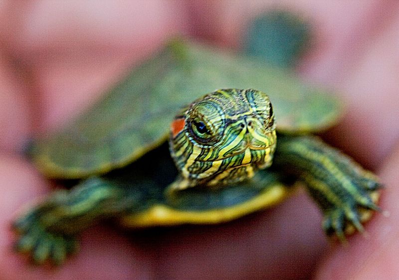 Turtles Approaching for Food