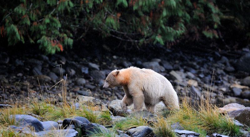 Tweedsmuir Provincial Park, British Columbia