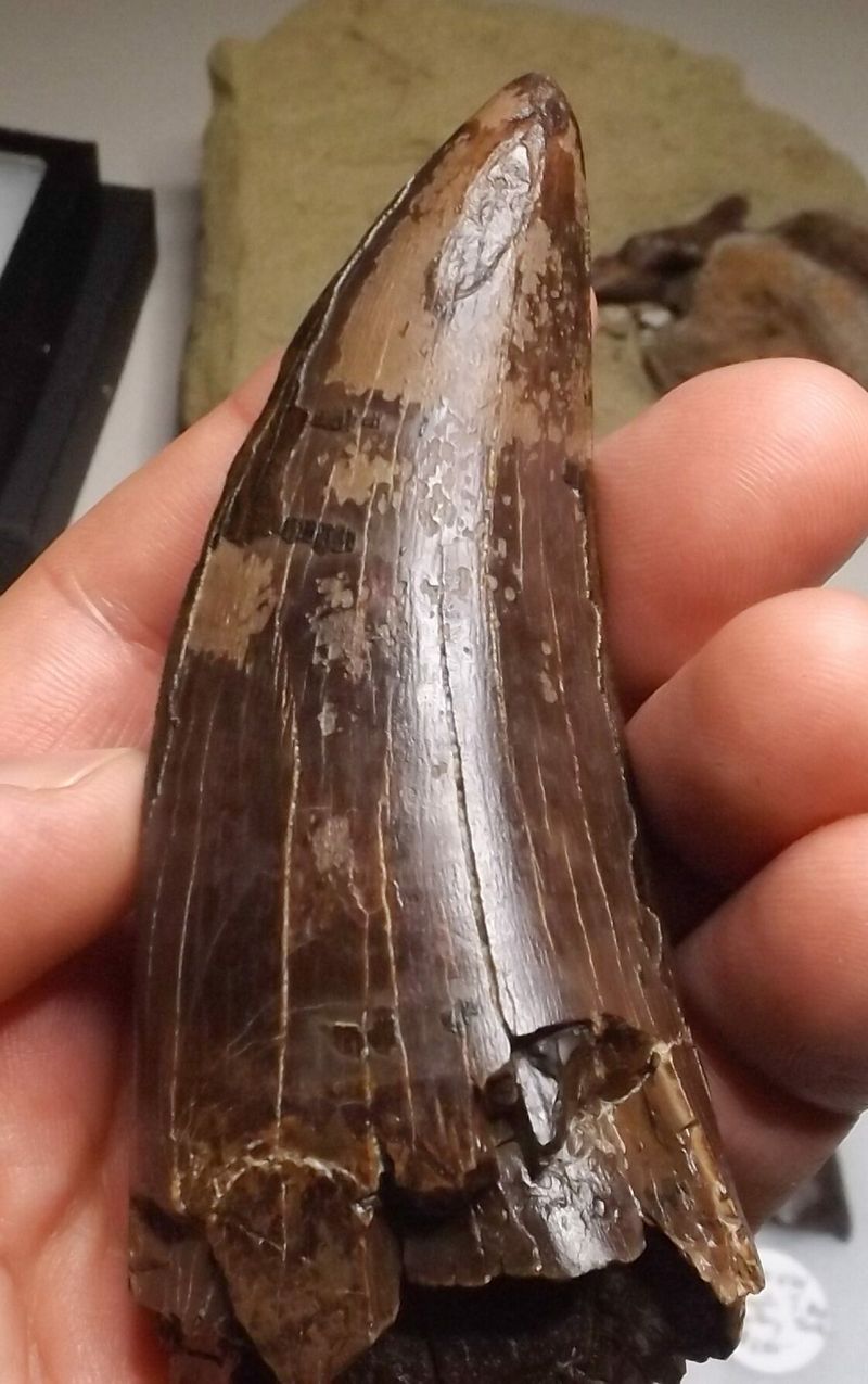 Tyrannosaurus Rex Tooth