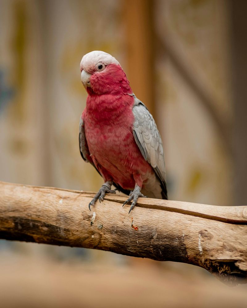 Tyson the Galah