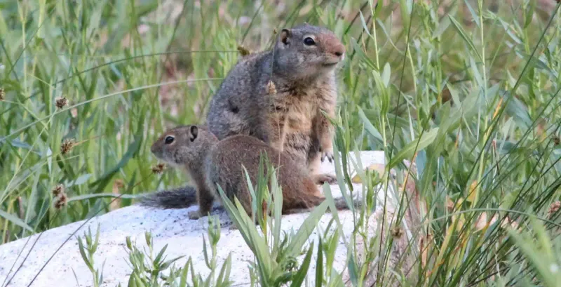 Uinta Ground Squirrel