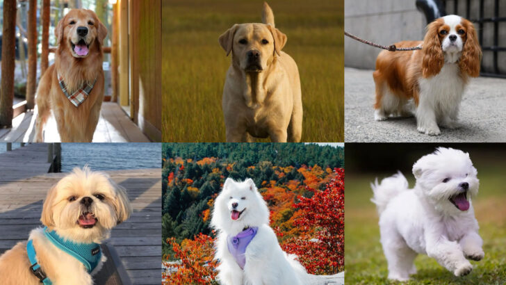 20 Ultimate Dog Breeds That Will Comfort You When You’re Down