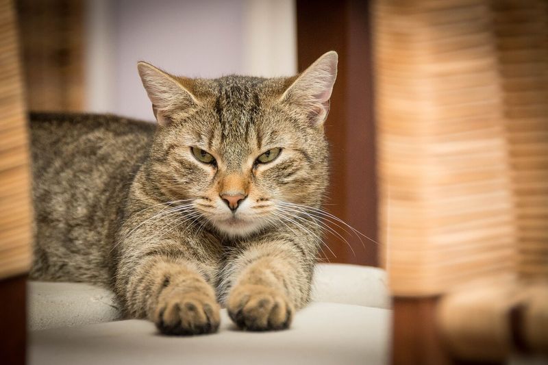 Understanding Cat Behavior