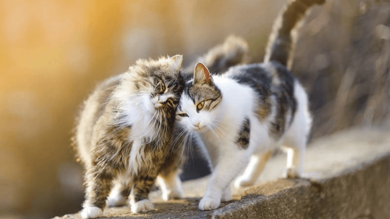 Understanding Feline Communication