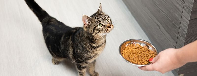 Understanding Feline Nutrition