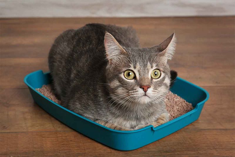 Understanding Litter Box Etiquettes