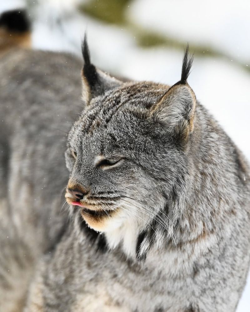 Unique Ear Tufts