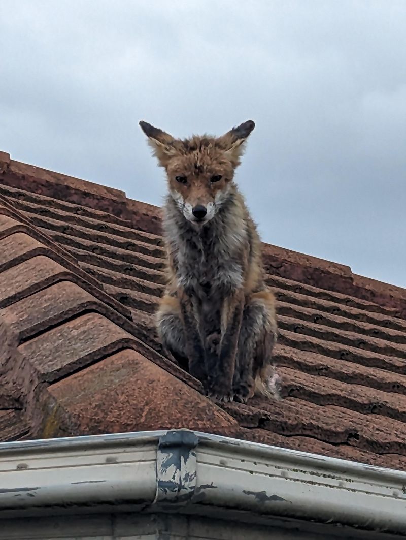 Urban Rooftops