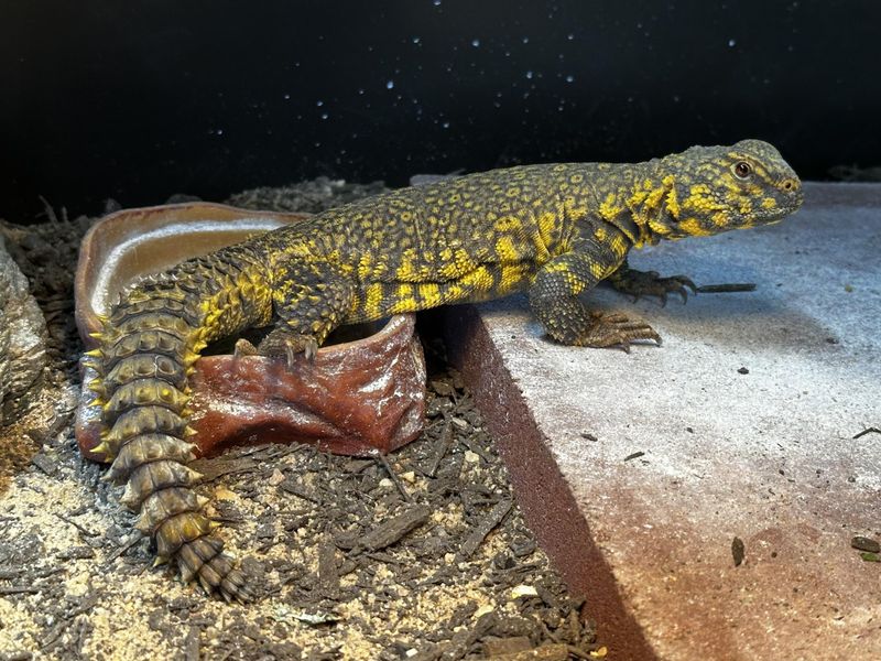 Uromastyx