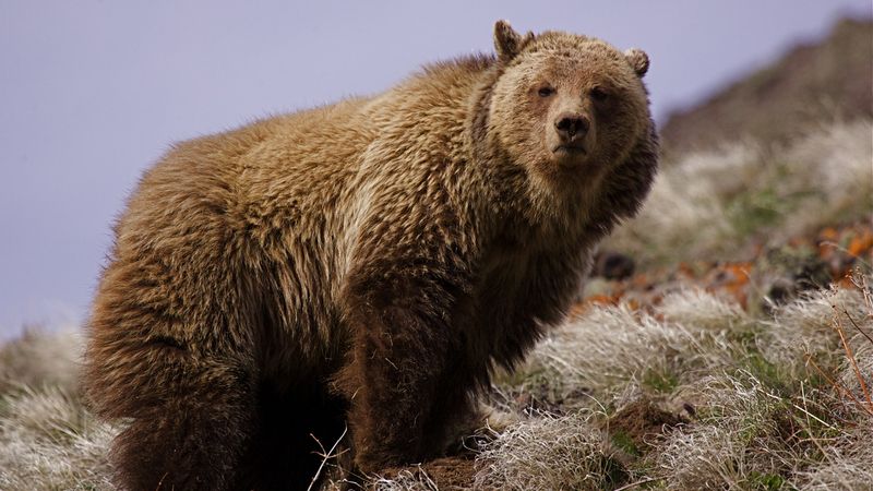 Ursus arctos californicus