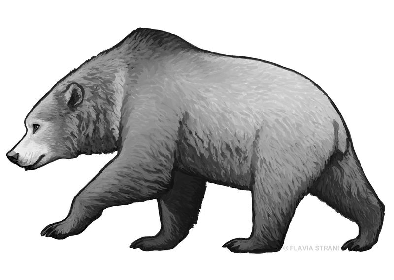 Ursus deningeri