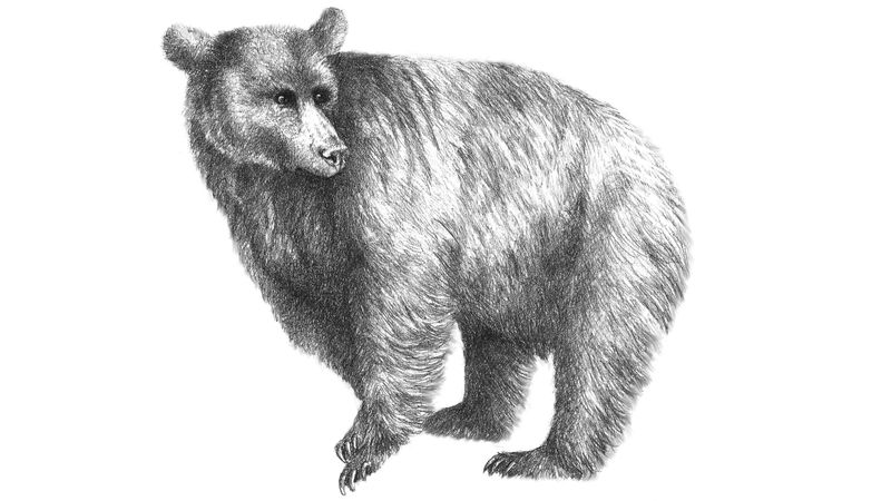 Ursus minimus