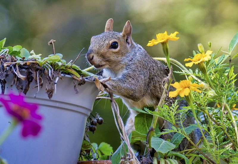 Use Strong Smelling Plants