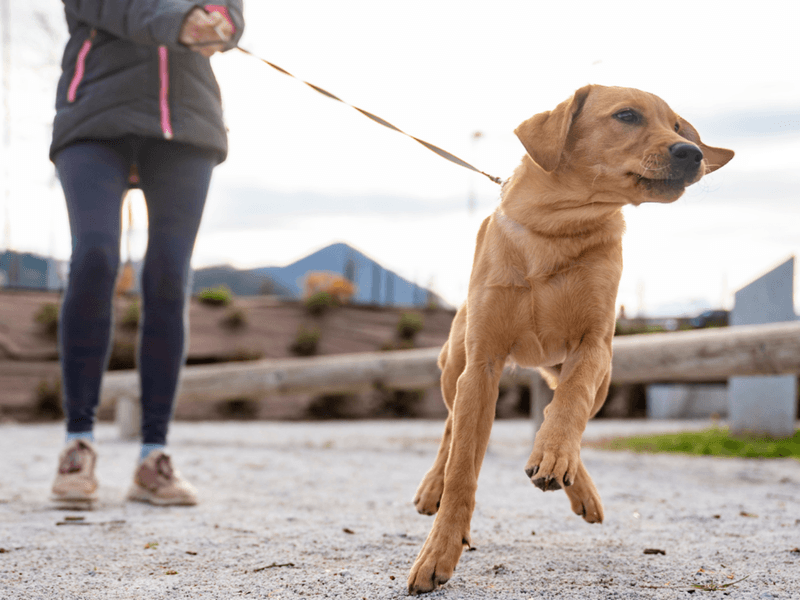 Using the Wrong Leash