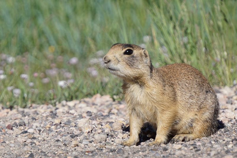 Utah Prairie Dog