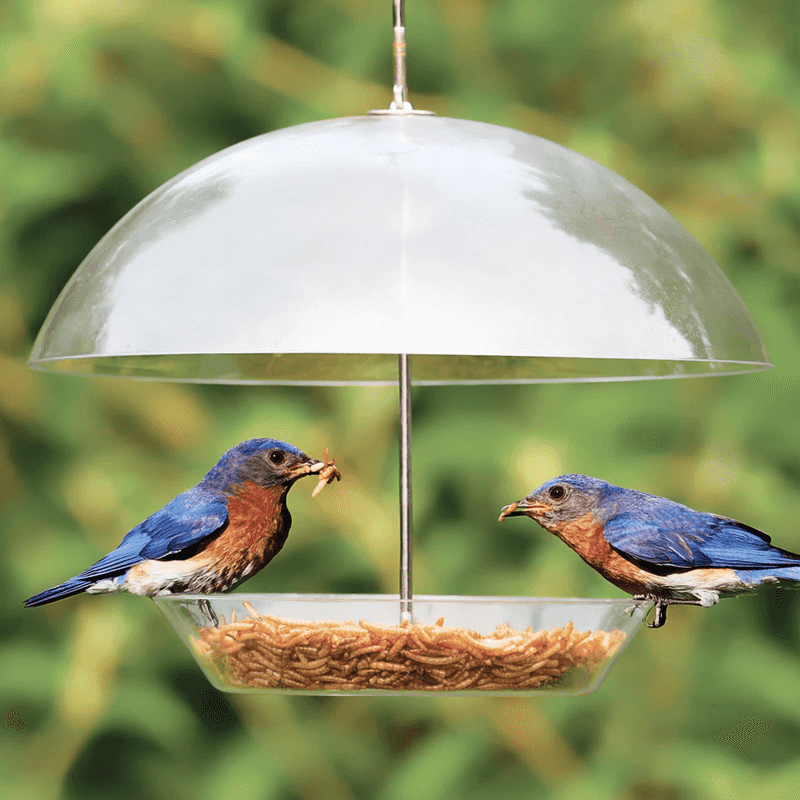 Utilize Bird Feeders