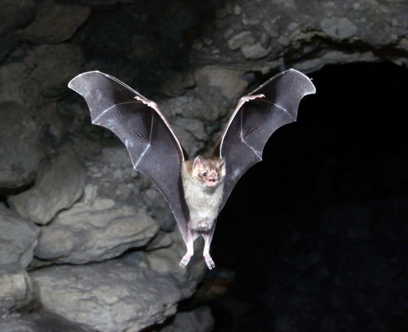 Vampire Bat