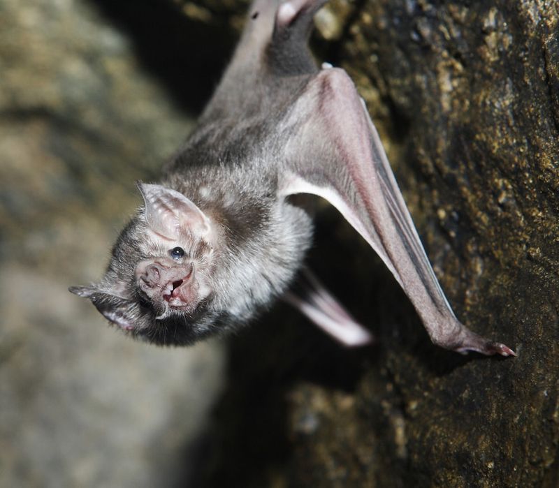 Vampire Bat