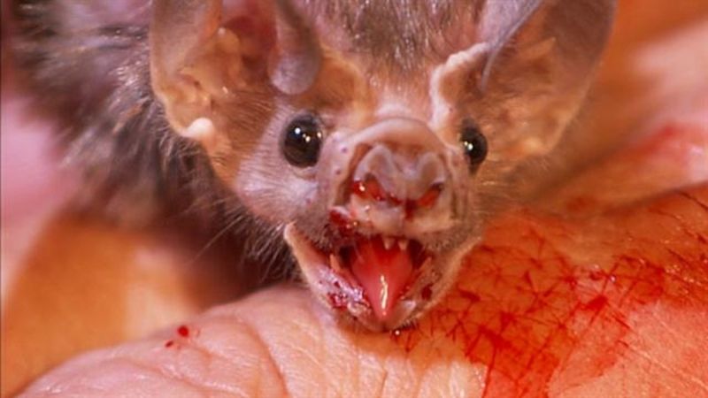 Vampire Bat's Blood Feeding