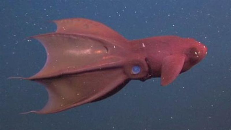 Vampire Squid