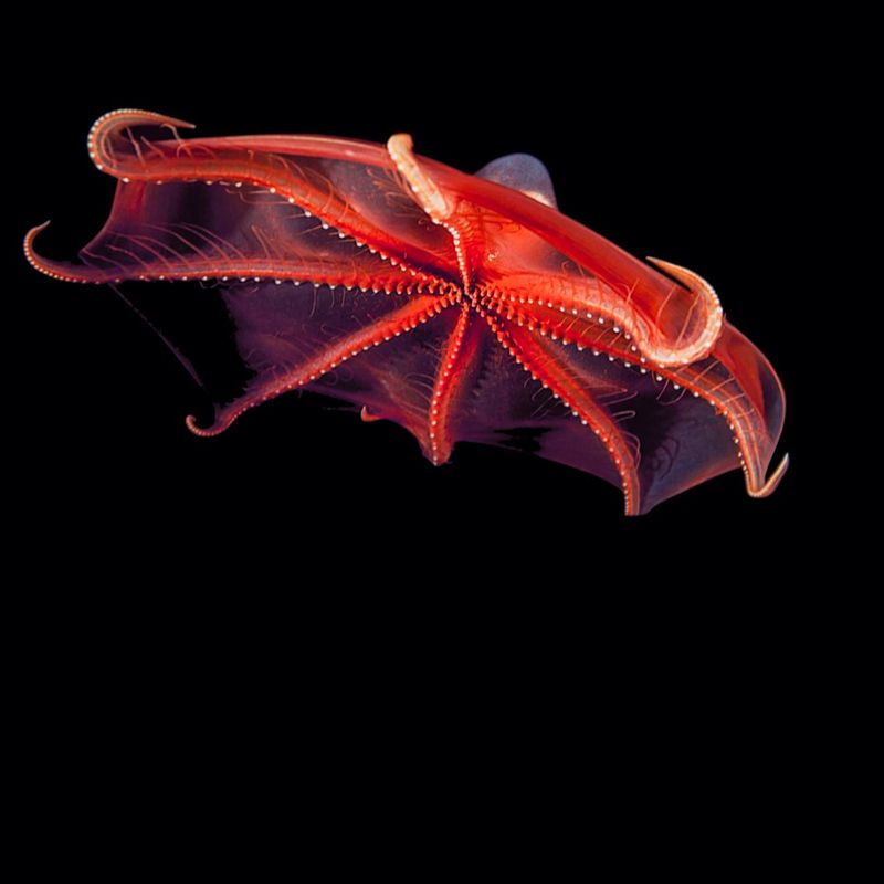 Vampire Squid