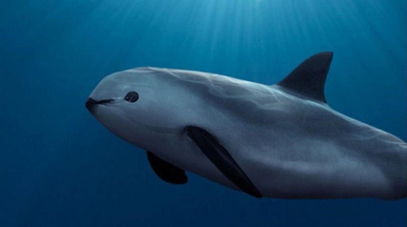 Vaquita